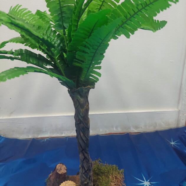 palmera